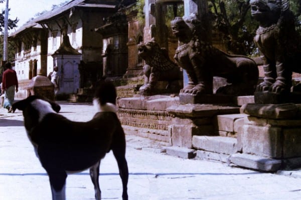 A dog in Nepal