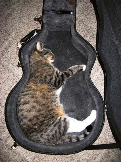 Cat in a guitar case bty Steve Tibbetts